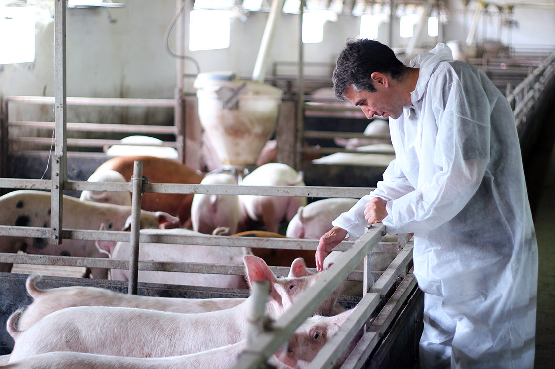 Farm to Fork Strategy: Opportunity for Animal Welfare