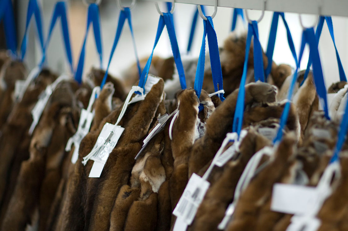 Fur pelt prices are about to go up again